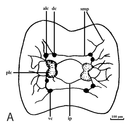 Нервные структуры на поперечном разрезе сколекса Bothriocephalus