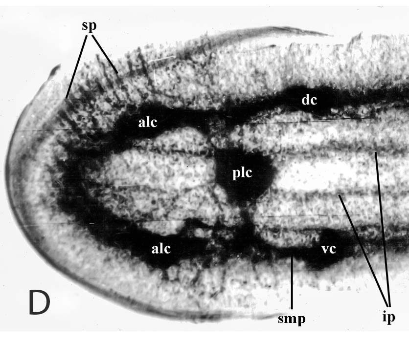 Поверхностный нервный плексус на поперечном срезе стробилы Bothriocephalus