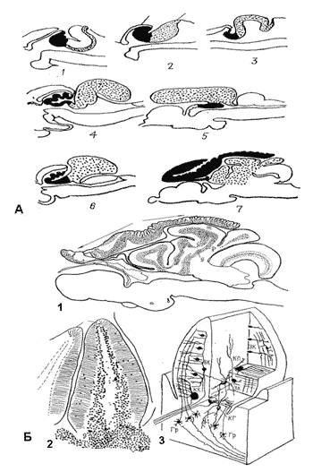 Строение мозжечка разных видов костистых рыб (А) и представителя мормирид (Б)