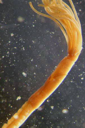 Heptabrachia ctenophora