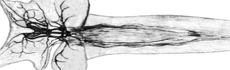 Интактный препарат прозрачного тела моллюска Lymnaea stagnalis