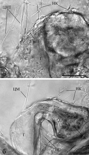 Нервные клетки у пищеварительного тракта пилидия немертины