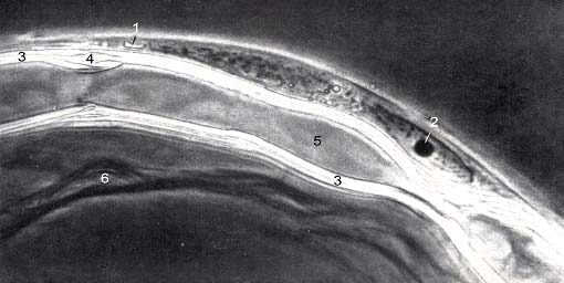 Полный комплекс всех структур одиночного миелинового волокна лягушки Rana temporaria в норме