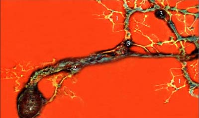 Нейрон, изолированный из нервной системы брюхоногого моллюска Lymnaea stagnalis в культуре ткани