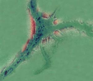 Конус роста с митохондриями у нейрона моллюска Plenaris corneus