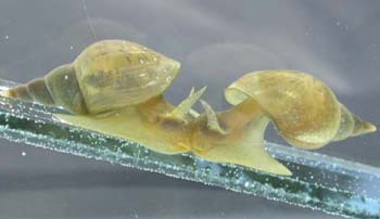 Пресноводные легочные моллюски Lymnaea stagnalis