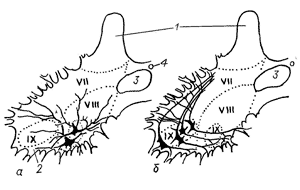 Нейронная  структура вентромедиальной и вентролатеральной группы мотонейронов в спинном мозге ящерицы