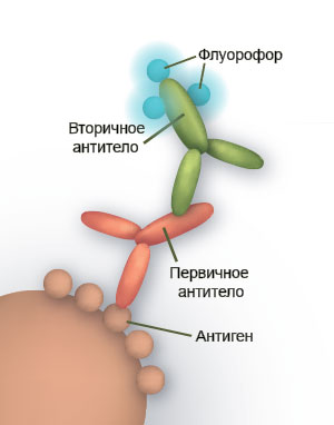 Схема непрямого иммуногистохимического метода