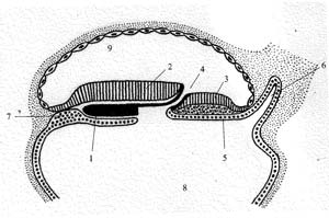 Схема ранней стадии развития зародыша человека
