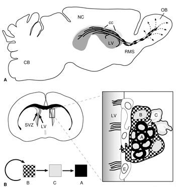 Организация пролиферативных зон и нейрогенной ниши в центральной нервной системе взрослых млекопитающих