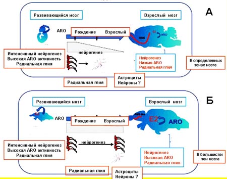 Сравнительная схема процессов пре- и постнатального нейрогенеза в центральной нервной систем высших и низших позвоночных животных