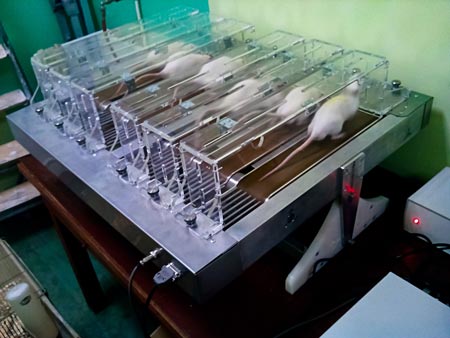 Беговая дорожка для лабораторных видов крыс и мышей