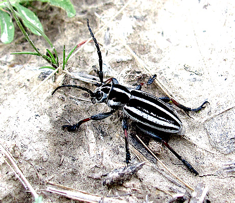 Dorcadion (s.str.) crassipes crassipes Ball., 1878