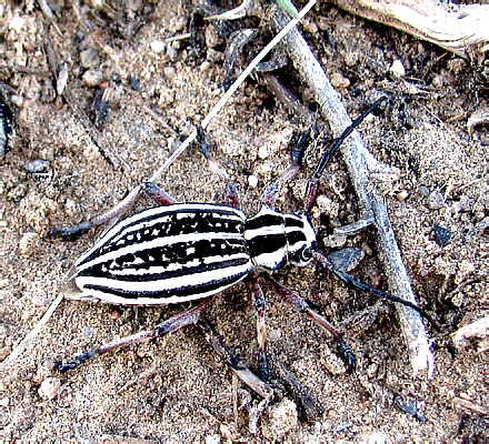 Dorcadion (Acutodorcadion) ninae Danilevsky, 1995