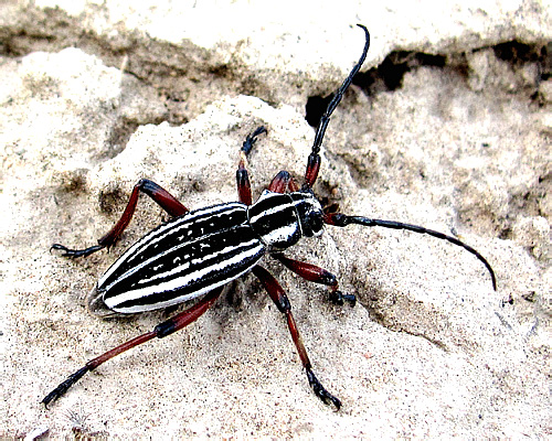 Dorcadion (Acutodorcadion) ninae Danilevsky, 1995