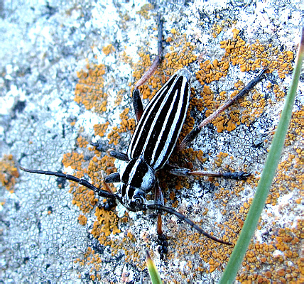 Dorcadion (Acutodorcadion) unidiscale Breuning, 1946