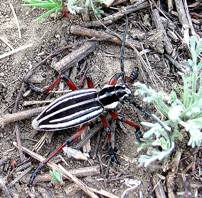 Dorcadion (Acutodorcadion) urdzharicum Plav., 1937