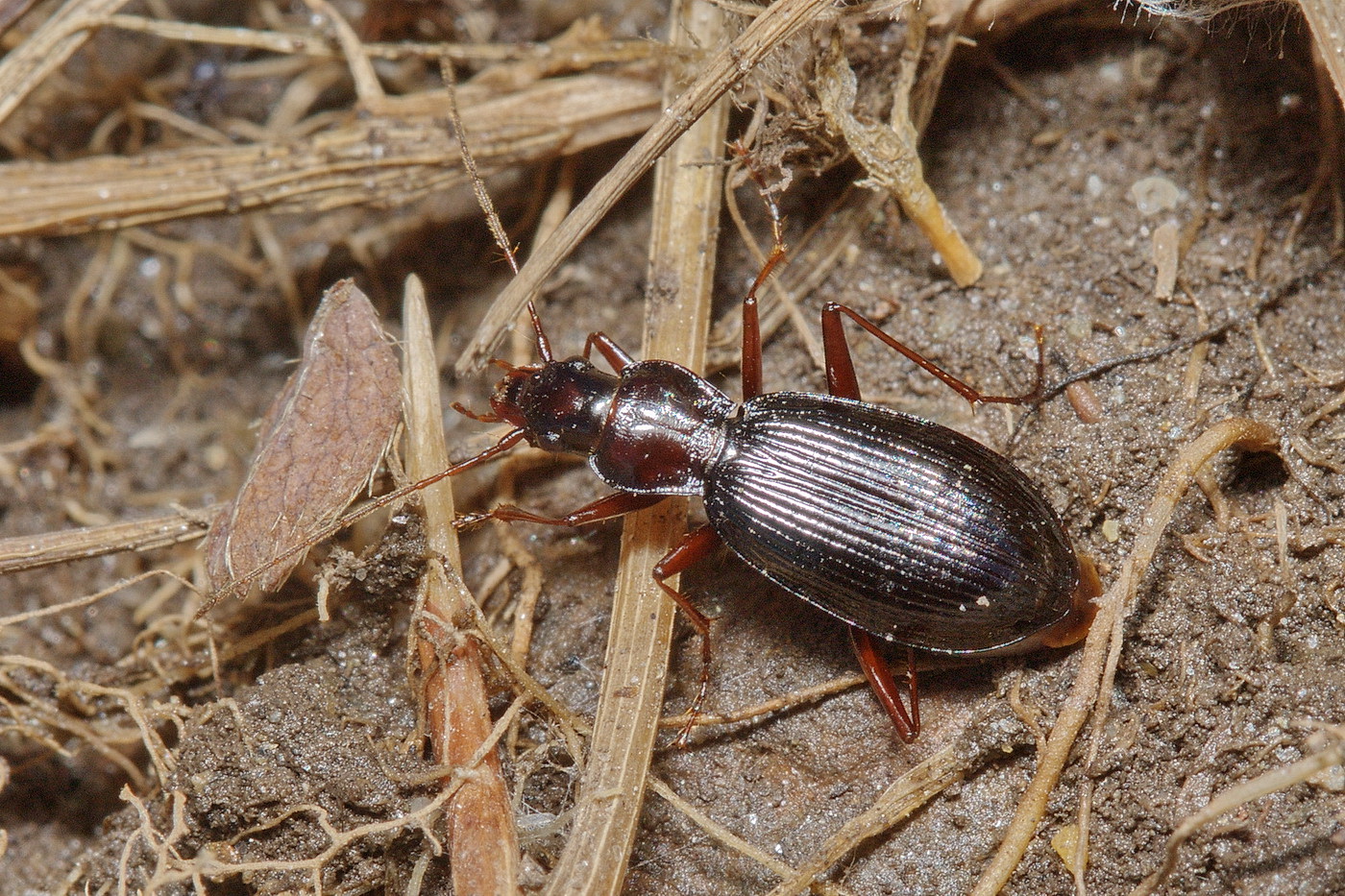 Nebria kurentzovi