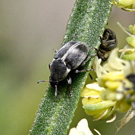 Bruchela suturalis (Fabricius, 1792)