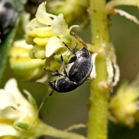 Bruchela suturalis (Fabricius, 1792)