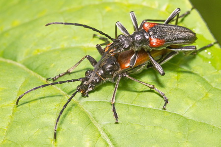 Stenocorus (Anisorus) quercus (Gotz, 1783)