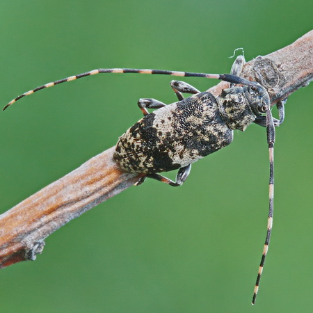 Leiopus linnei Wallin, Nylander & Kvamme, 2009