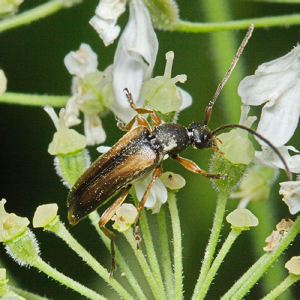 Alosterna tabacicolor (DeGeer, 1775)