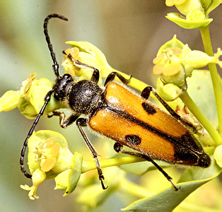 Vadonia bipunctata (Fabricius, 1781)