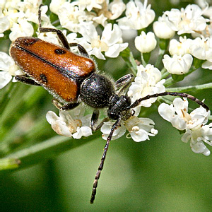 Vadonia bipunctata (Fabricius, 1781)