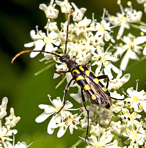 Leptura (s. str.) annularis annularis Fabricius, 1801