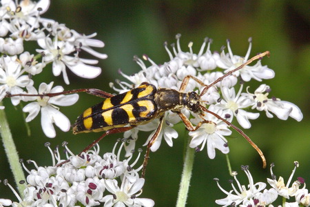 Leptura (s. str.) annularis annularis Fabricius, 1801