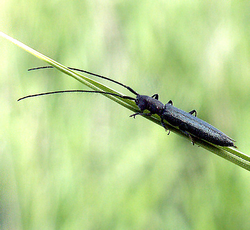 Theophilea subcylindricollis Hladil, 1988