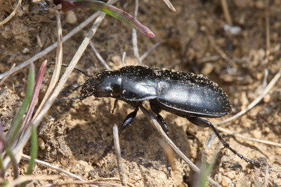 Poecilus (Poecilus) punctulatus (Schaller, 1783)