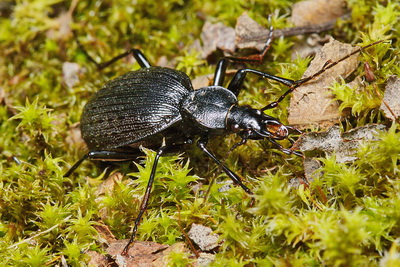 Cychrus (Cychrus) aeneus starcki Reitter, 1888