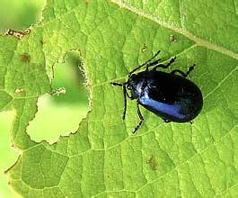       Agelastica alni (Chrysomelidae) 
    -   