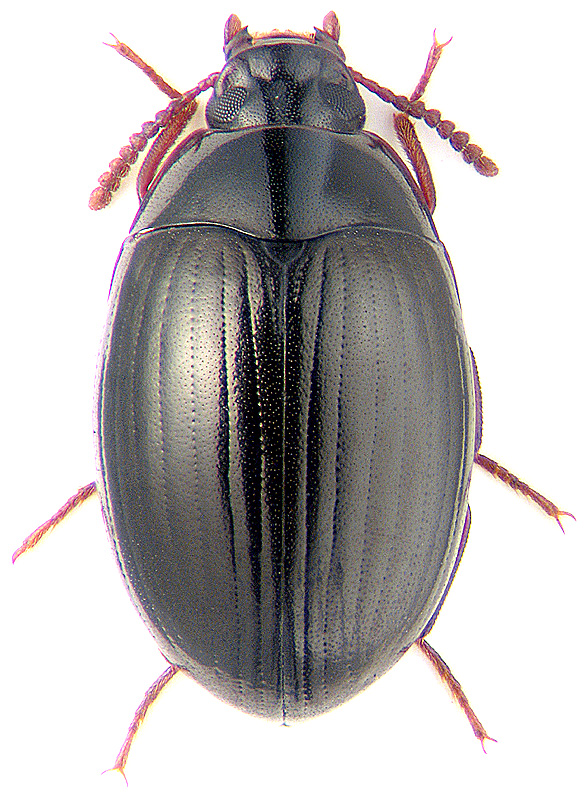 Platydema dejeani