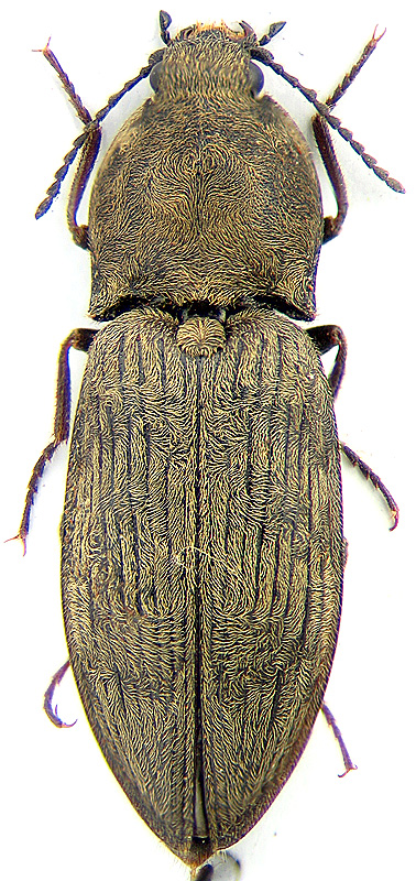 Prosternon tesselatus