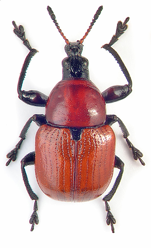 Attelabus nitens (Scop.)