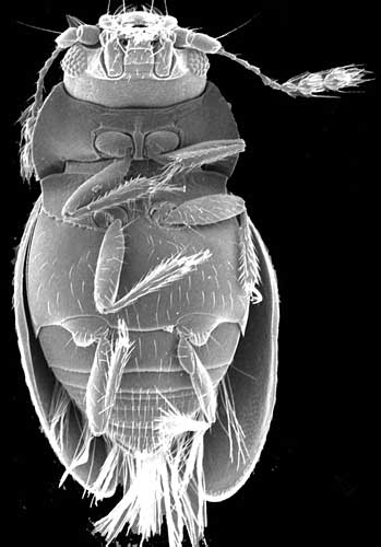 Ptenidium formicetorum Kraatz, 1851