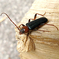 Phymatodes testaceus (Linnaeus, 1758)