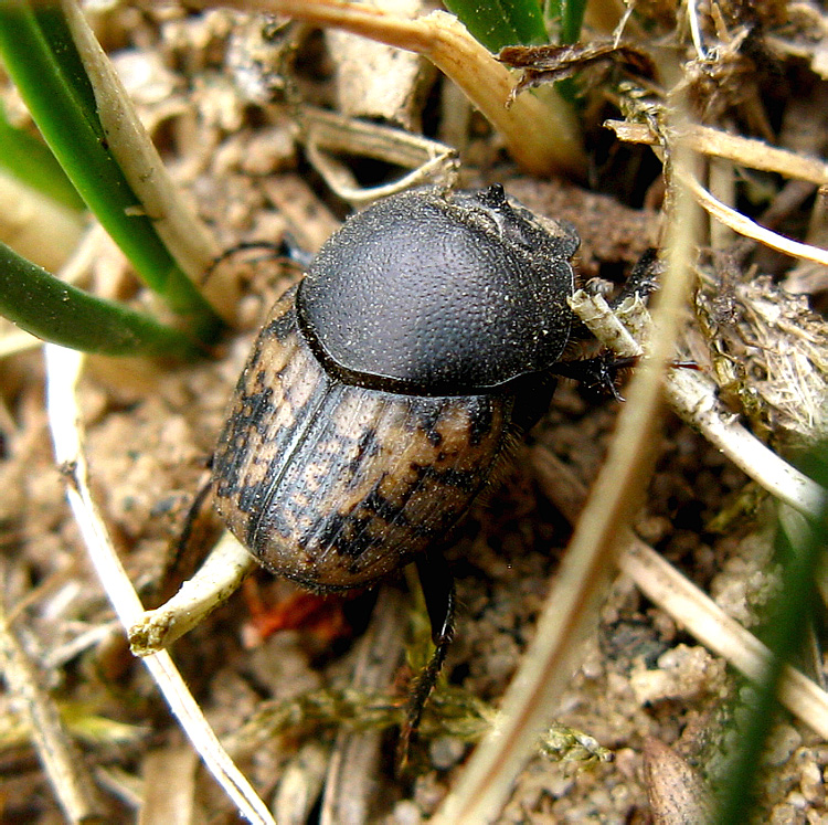 Onthophagus (Palaeonthophagus) nuchicornis (Linnaeus, 1758)