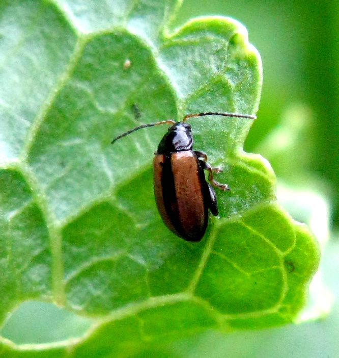 Phyllotreta armoraciae (Koch, 1803)