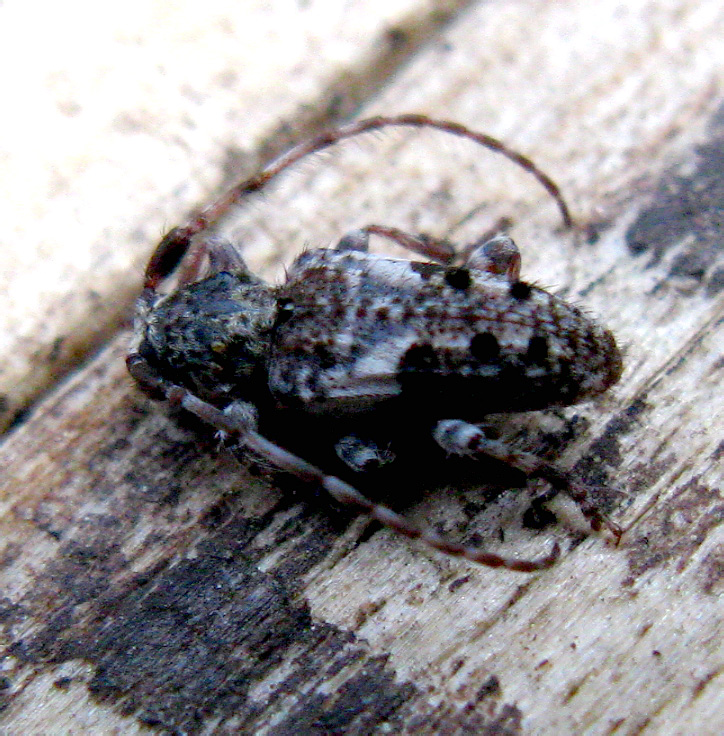 Pogonocherus fasciculatus (De Geer, 1775)