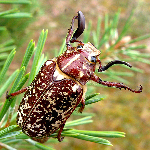 Polyphylla fullo (Linnaeus, 1758) [female]