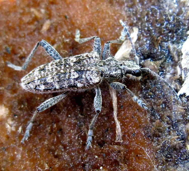 Rhagium inquisitor (Linnaeus, 1758)