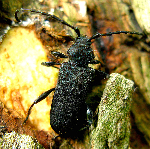 Ropalopus macropus (Germar, 1824)