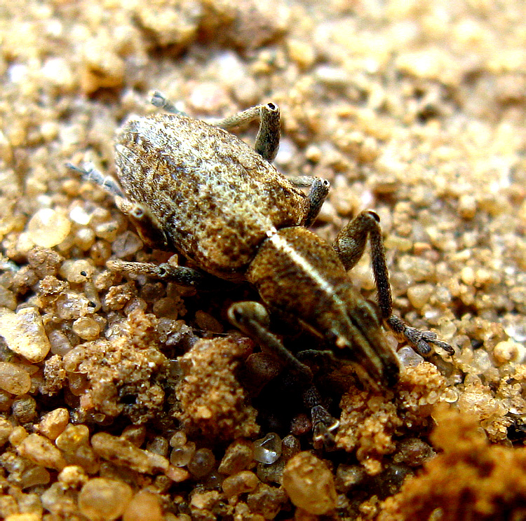 Charagmus gressorius (Fabricius, 1792)