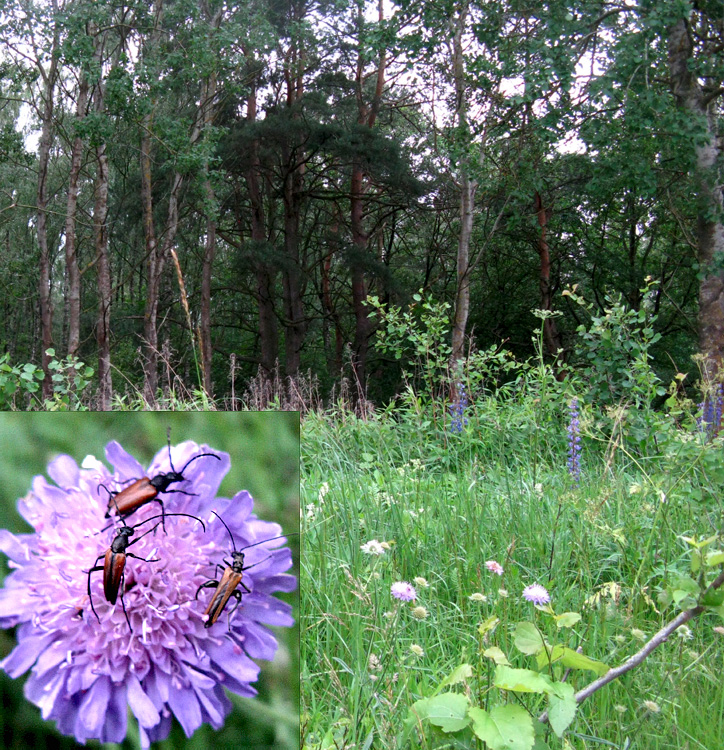 Stenurella melanura et Paracorymbia maculicornis et Oedemera femorata