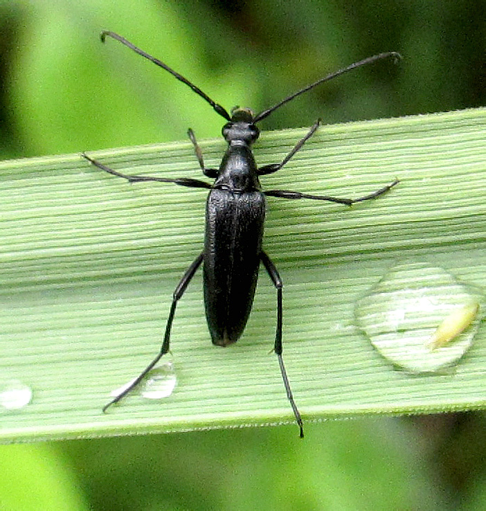 Stenurella nigra (Linnaeus, 1758)