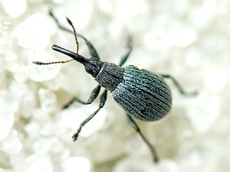 Hemitrichapion pavidum (Germar, 1817)